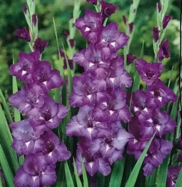 Gladiolus bulbs (corms)- Blue Isle 'Sword lily' ,Summer flowering, Attracts Butterflies - Caribbean garden seed