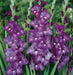 Gladiolus bulbs (corms)- Blue Isle 'Sword lily' ,Summer flowering, Attracts Butterflies - Caribbean garden seed