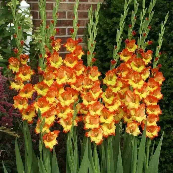Gladiolus  Fiesta-(BulB) PERENNIAL FLOWERS - Caribbean garden seed