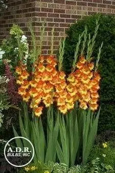 Gladiolus  Fiesta-(BulB) PERENNIAL FLOWERS - Caribbean garden seed