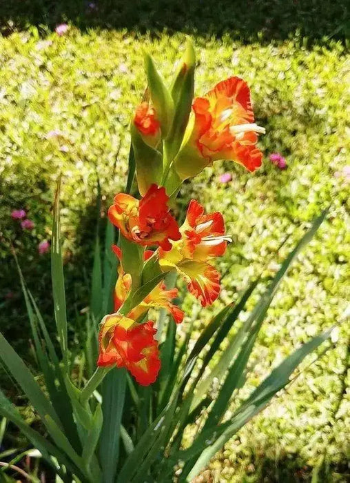Gladiolus  Fiesta-(BulB) PERENNIAL FLOWERS - Caribbean garden seed