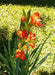 Gladiolus  Fiesta-(BulB) PERENNIAL FLOWERS - Caribbean garden seed
