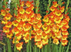 Gladiolus  Fiesta-(BulB) PERENNIAL FLOWERS - Caribbean garden seed