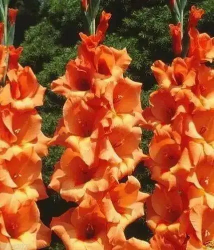 Gladiolus bulbs (corms) Peter Pears -(10 Bulbs),, Perennial, - Caribbean garden seed