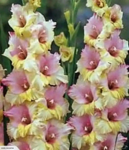 Gladiolus bulbs (corms)- Mon Amour 'Sword lily' ,Summer flowering - Caribbean garden seed