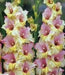 Gladiolus bulbs (corms)- Mon Amour 'Sword lily' ,Summer flowering - Caribbean garden seed