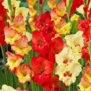 Gladiolus bulbs ,Hot n' Spicy Mix ( Bulbs) Perennial, - Caribbean garden seed