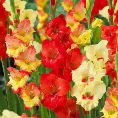 Gladiolus bulbs ,Hot n' Spicy Mix ( Bulbs) Perennial, - Caribbean garden seed
