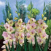 Gladiolus bulbs (corms)- Mon Amour 'Sword lily' ,Summer flowering - Caribbean garden seed