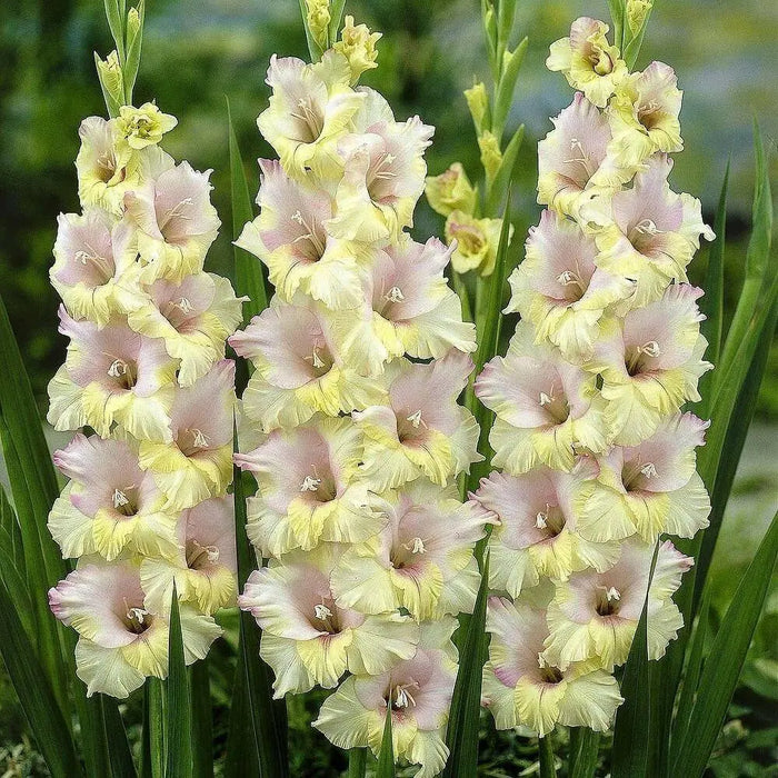 Gladiolus bulbs (corms)- Mon Amour 'Sword lily' ,Summer flowering - Caribbean garden seed