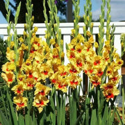 Gladiolus  bulbs (corms)- Jester ,Summer flowering, Perennial - Caribbean garden seed