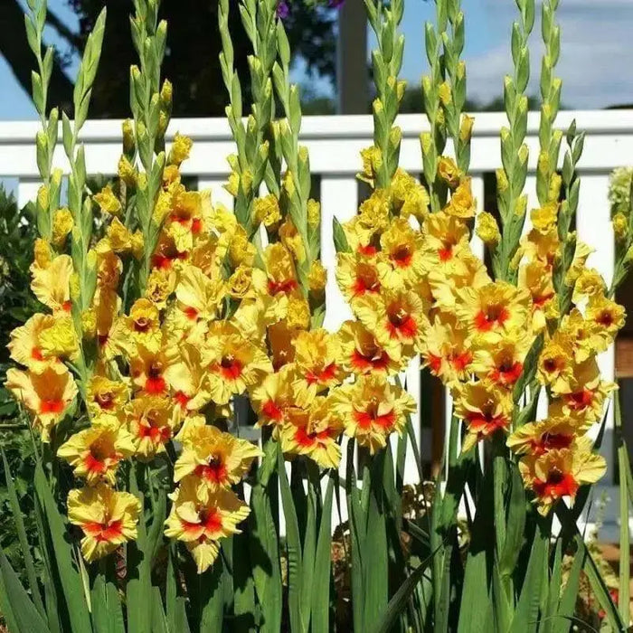 Gladiolus  bulbs (corms)- Jester ,Summer flowering, Perennial - Caribbean garden seed
