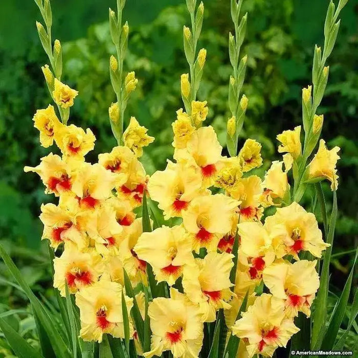 Gladiolus  bulbs (corms)- Jester ,Summer flowering, Perennial - Caribbean garden seed