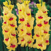 Gladiolus  bulbs (corms)- Jester ,Summer flowering, Perennial - Caribbean garden seed