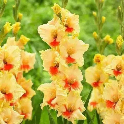 Gladiolus  bulbs (corms)- Jester ,Summer flowering, Perennial - Caribbean garden seed