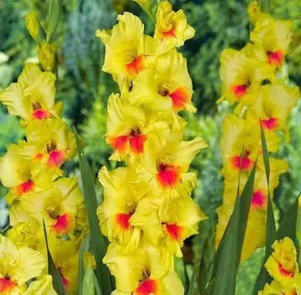 Gladiolus  bulbs (corms)- Jester ,Summer flowering, Perennial - Caribbean garden seed