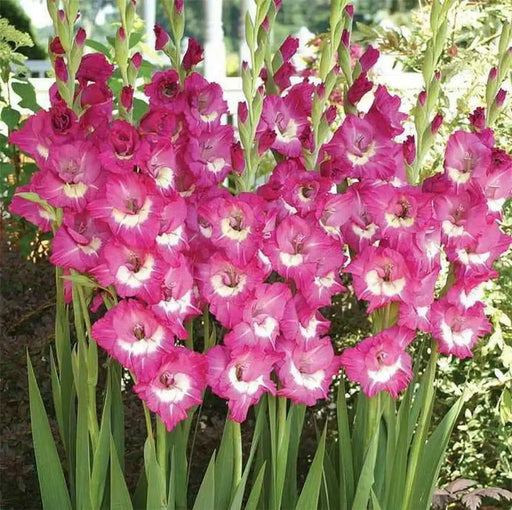 Gladiolus  bulbs (corms)- Rhapsody in Blue 'Sword lily' - Caribbean garden seed
