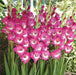 Gladiolus  bulbs (corms)- Rhapsody in Blue 'Sword lily' - Caribbean garden seed