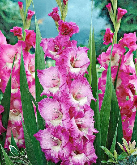 Gladiolus  bulbs (corms)- Rhapsody in Blue 'Sword lily' - Caribbean garden seed