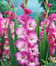 Gladiolus  bulbs (corms)- Rhapsody in Blue 'Sword lily' - Caribbean garden seed
