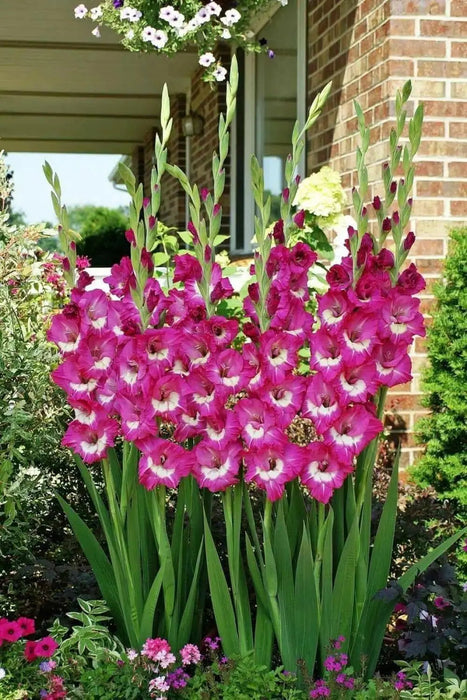 Gladiolus  bulbs (corms)- Rhapsody in Blue 'Sword lily' - Caribbean garden seed