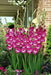Gladiolus  bulbs (corms)- Rhapsody in Blue 'Sword lily' - Caribbean garden seed