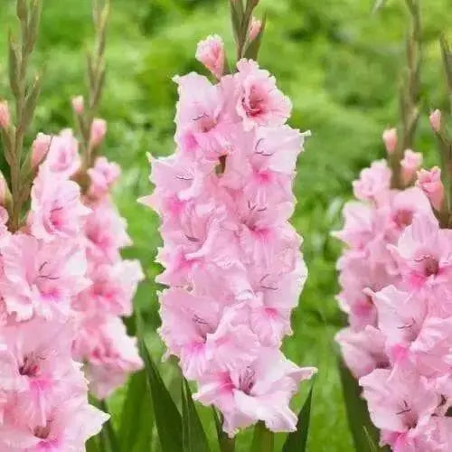 Gladiolus bulbs,Tampico (10 Bulbs) Summer flowering, Perennial ! - Caribbean garden seed