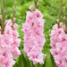 Gladiolus bulbs,Tampico (10 Bulbs) Summer flowering, Perennial ! - Caribbean garden seed