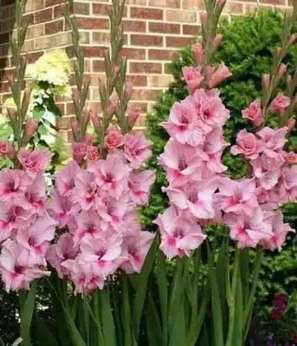 Gladiolus bulbs,Tampico (10 Bulbs) Summer flowering, Perennial ! - Caribbean garden seed