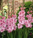 Gladiolus bulbs,Tampico (10 Bulbs) Summer flowering, Perennial ! - Caribbean garden seed