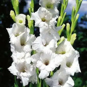 Gladiolus bulbs Alaska White. (10 Bulbs) flowering Perennial - Caribbean garden seed