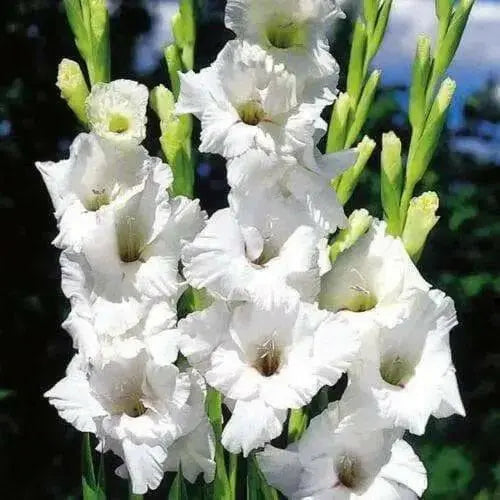 Gladiolus bulbs Alaska White. (10 Bulbs) flowering Perennial - Caribbean garden seed
