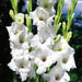 Gladiolus bulbs Alaska White. (10 Bulbs) flowering Perennial - Caribbean garden seed