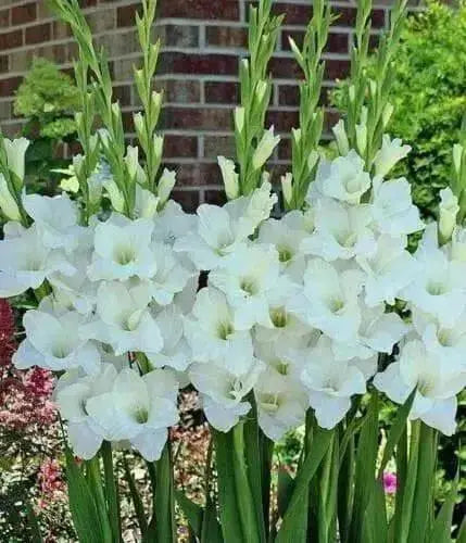 Gladiolus bulbs Alaska White. (10 Bulbs) flowering Perennial - Caribbean garden seed