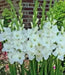 Gladiolus bulbs Alaska White. (10 Bulbs) flowering Perennial - Caribbean garden seed
