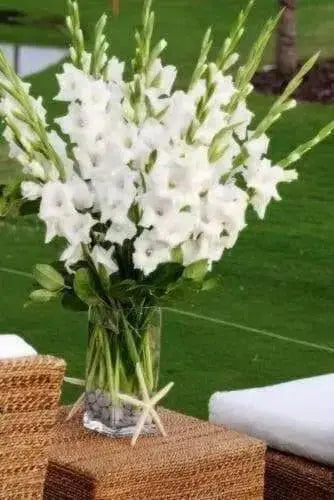 Gladiolus bulbs Alaska White. (10 Bulbs) flowering Perennial - Caribbean garden seed