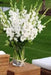 Gladiolus bulbs Alaska White. (10 Bulbs) flowering Perennial - Caribbean garden seed