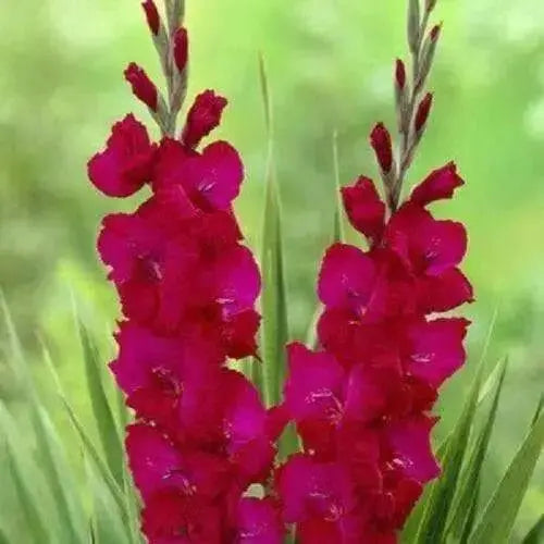 Gladiolus bulbs,Plum Tart( Bulbs) Summer flowering, Perennial - Caribbean garden seed