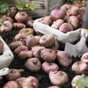 Gladiolus bulbs,Plum Tart( Bulbs) Summer flowering, Perennial - Caribbean garden seed
