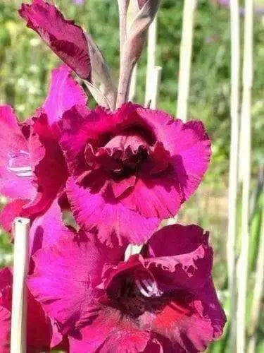 Gladiolus bulbs,Plum Tart( Bulbs) Summer flowering, Perennial - Caribbean garden seed