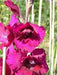Gladiolus bulbs,Plum Tart( Bulbs) Summer flowering, Perennial - Caribbean garden seed