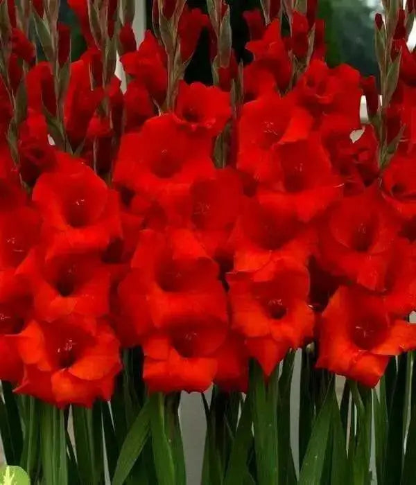Gladiolus bulbs (corms) Manhattan (Red) ,Summer flowering, Great for Borders Containers & Cutting. - Caribbean garden seed
