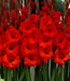 Gladiolus bulbs (corms) Manhattan (Red) ,Summer flowering, Great for Borders Containers & Cutting. - Caribbean garden seed