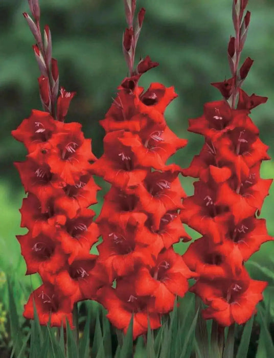 Gladiolus bulbs (corms) Manhattan (Red) ,Summer flowering, Great for Borders Containers & Cutting. - Caribbean garden seed