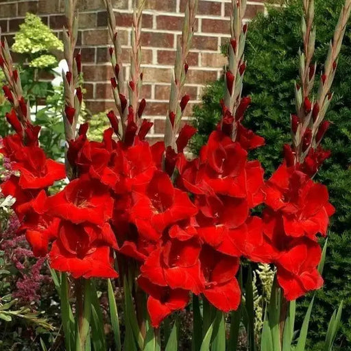 Gladiolus bulbs (corms) Manhattan (Red) ,Summer flowering, Great for Borders Containers & Cutting. - Caribbean garden seed