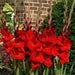 Gladiolus bulbs (corms) Manhattan (Red) ,Summer flowering, Great for Borders Containers & Cutting. - Caribbean garden seed
