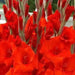 Gladiolus bulbs (corms) Manhattan (Red) ,Summer flowering, Great for Borders Containers & Cutting. - Caribbean garden seed