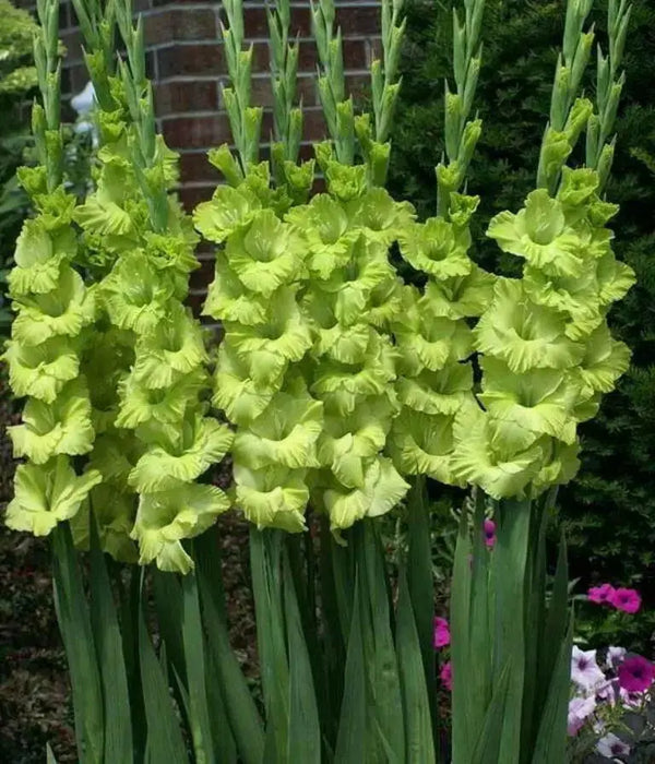 Gladiolus Green Star, bulbs (corms), Summer flowering, - Caribbean garden seed