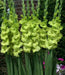 Gladiolus Green Star, bulbs (corms), Summer flowering, - Caribbean garden seed