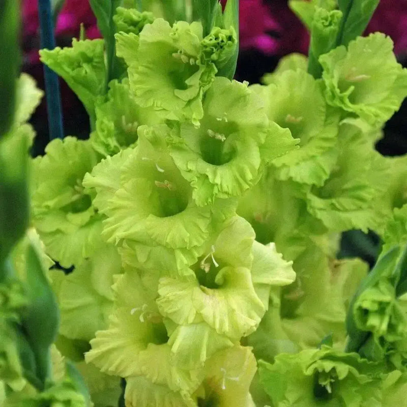 Gladiolus Green Star, bulbs (corms), Summer flowering, - Caribbean garden seed